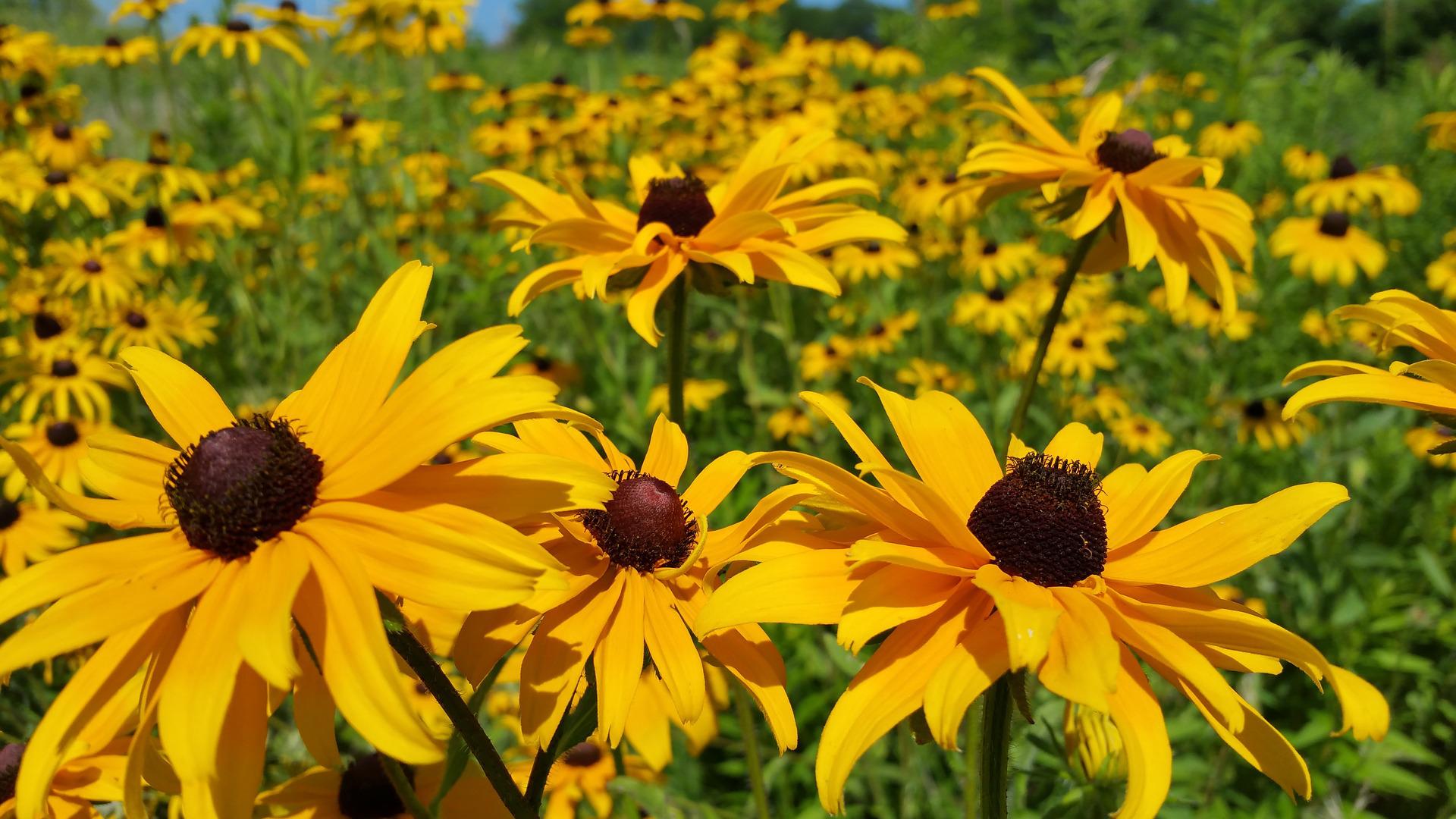 black eyed susans